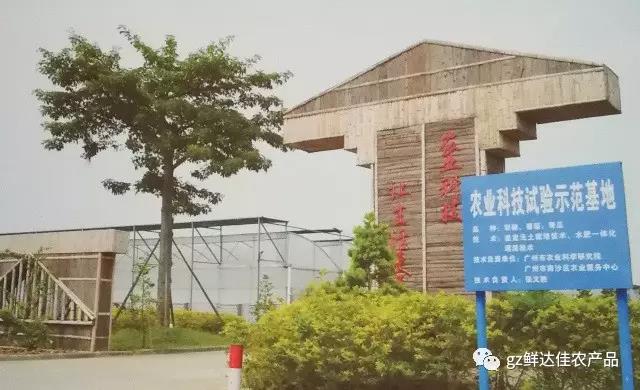 南沙农业生产菠萝蜜免费视频