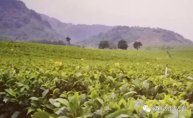 英德农业生产菠萝蜜免费视频